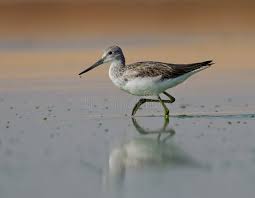 Attēlu rezultāti vaicājumam “Tringa nebularia”