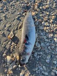 Image result for Mugil cephalus