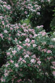 Attēlu rezultāti vaicājumam “Lonicera tatarica flower”