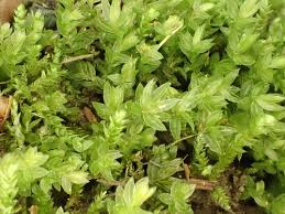 Attēlu rezultāti vaicājumam “Mnium”