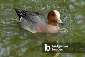 Attēlu rezultāti vaicājumam “Anas penelope”