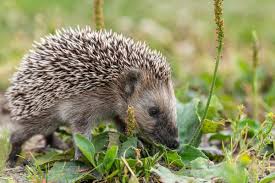 Image result for Igel