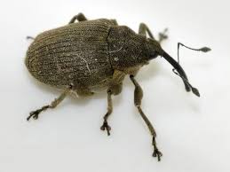 Attēlu rezultāti vaicājumam “Necydalis major”