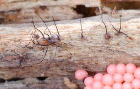 Attēlu rezultāti vaicājumam “Arcyria major spores”