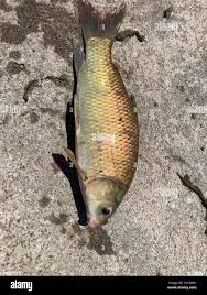 Image result for Ictiobus bubalus