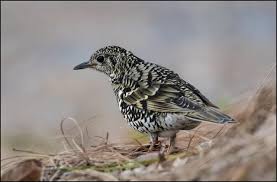 Image result for Zoothera dauma