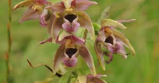 Attēlu rezultāti vaicājumam “Epipactis helleborine”