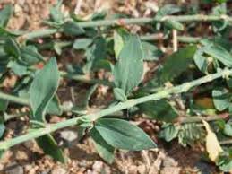 Attēlu rezultāti vaicājumam “Polygonum aviculare leaf”