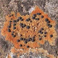 Attēlu rezultāti vaicājumam “Porpidia macrocarpa”