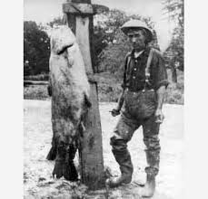 Image result for Ictalurus furcatus