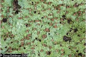 Attēlu rezultāti vaicājumam “Baeomyces rufus”