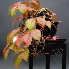 Image result for parthenocissus bonsai