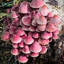 Attēlu rezultāti vaicājumam “Mycena haematopus”