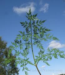 Attēlu rezultāti vaicājumam “Peucedanum palustre”