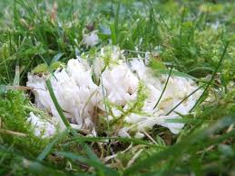 Attēlu rezultāti vaicājumam “Ramariopsis kunzei”