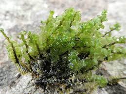 Attēlu rezultāti vaicājumam “Nardia scalaris”