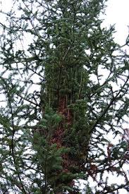 Attēlu rezultāti vaicājumam “Abies balsamea”