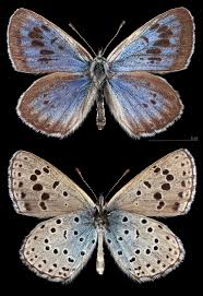 Attēlu rezultāti vaicājumam “Phengaris arion upperside”