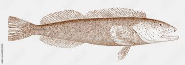 Image result for Ophiodon elongatus