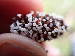 Attēlu rezultāti vaicājumam “Lachnum virgineum”