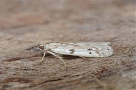 Attēlu rezultāti vaicājumam “Phycitodes binaevella”