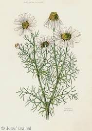 Attēlu rezultāti vaicājumam “Tripleurospermum inodorum”