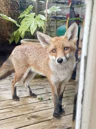 Attēlu rezultāti vaicājumam “Vulpes vulpes  juvenile”