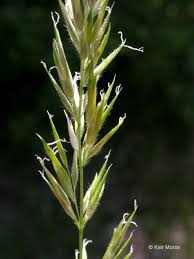 Attēlu rezultāti vaicājumam “Anthoxanthum odoratum”