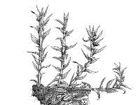 Attēlu rezultāti vaicājumam “Pogonatum nanum”