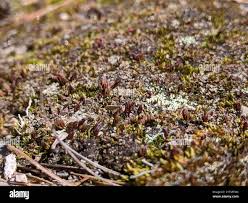 Attēlu rezultāti vaicājumam “Polytrichales”