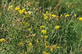 Attēlu rezultāti vaicājumam “Leontodon hispidus fruit”