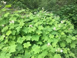 Attēlu rezultāti vaicājumam “Rubus parviflorus”