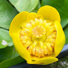Attēlu rezultāti vaicājumam “Nuphar lutea flower”