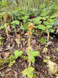 Attēlu rezultāti vaicājumam “Neottia nidus-avis bud”