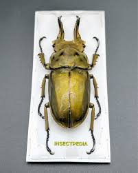 Attēlu rezultāti vaicājumam “Alloeotomus sp.”