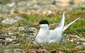 Attēlu rezultāti vaicājumam “Sterna”