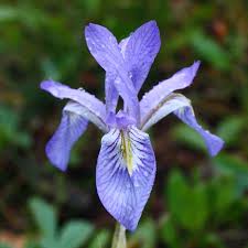 Image result for Iris