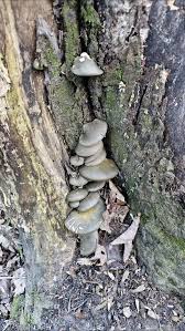 Attēlu rezultāti vaicājumam “Panellus serotinus”