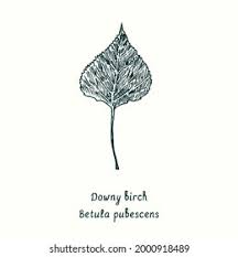 Attēlu rezultāti vaicājumam “Betula pubescens leaf”