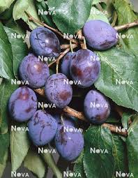 Attēlu rezultāti vaicājumam “Prunus domestica subsp. domestica”