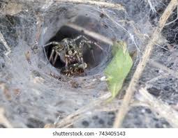 Attēlu rezultāti vaicājumam “Agelena labyrinthica”