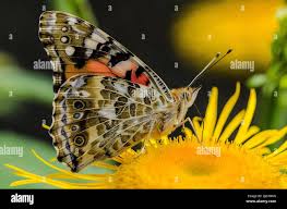 Attēlu rezultāti vaicājumam “Vanessa cardui”