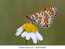 Attēlu rezultāti vaicājumam “Melitaea didyma underside”