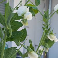 Attēlu rezultāti vaicājumam “Pisum sativum flower”
