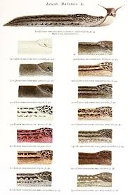 Attēlu rezultāti vaicājumam “Limax maximus”