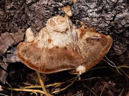 Attēlu rezultāti vaicājumam “Coriolopsis trogii”