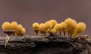 Attēlu rezultāti vaicājumam “Hemitrichia clavata”