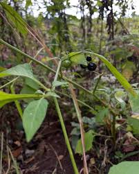 Attēlu rezultāti vaicājumam “Solanum nigrum leaf”