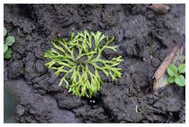 Attēlu rezultāti vaicājumam “Riccia canaliculata”