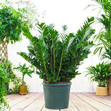 Image result for zamiokulkas